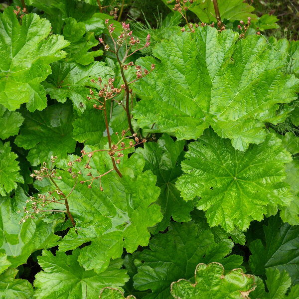 Piante ombrello (Darmera peltata) semi