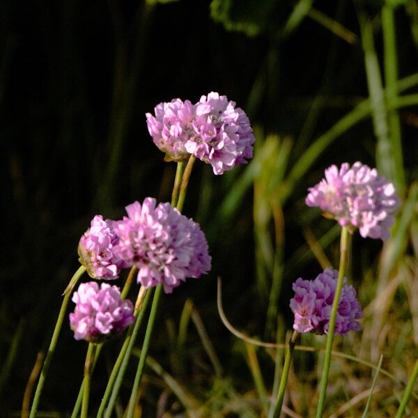 Armeria maritima  (Armeria maritima) semi