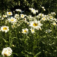 Margherita diploide (Leucanthemum vulgare) biologico semi