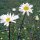 Margherita diploide (Leucanthemum vulgare) biologico semi