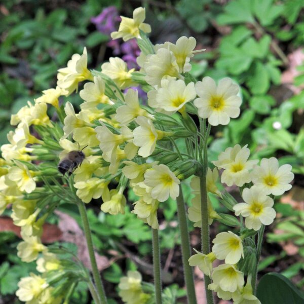 Primula odorosa (Primula veris) biologica semi