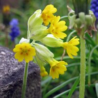 Primula odorosa (Primula veris) biologica semi