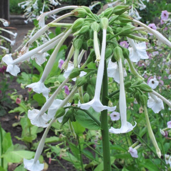 Tabacco silvestre (Nicotiana sylvestris) biologico semi