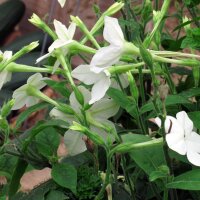 Tabacco silvestre (Nicotiana sylvestris) biologico semi