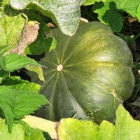 Zucca Moscata di Provenza  (Cucurbita moschata) biologico semi