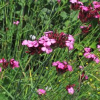 Garofanino dei Certosini (Dianthus carthusianorum) biologico semi