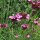 Garofanino dei Certosini (Dianthus carthusianorum) biologico semi