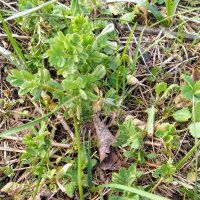 Lenticchia (Lens culinaris) bio