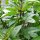 Basilico di cannella messicano (Ocimum basilicum) biologico semi