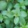 Basilico di cannella messicano (Ocimum basilicum) biologico semi