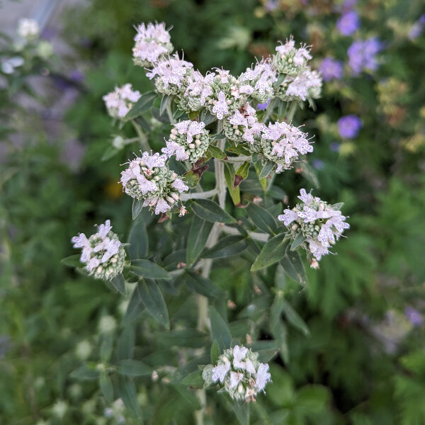 Menta montana americana (Pycnanthemum pilosum) biologico semi