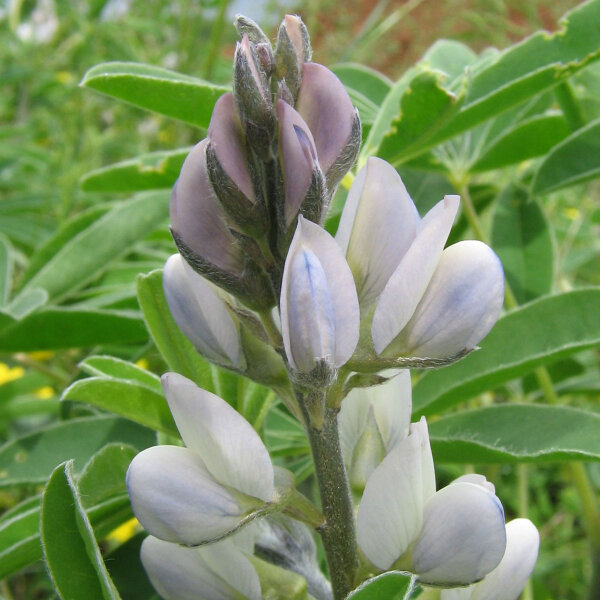 Lupino bianco dolce (Lupinus albus) semi