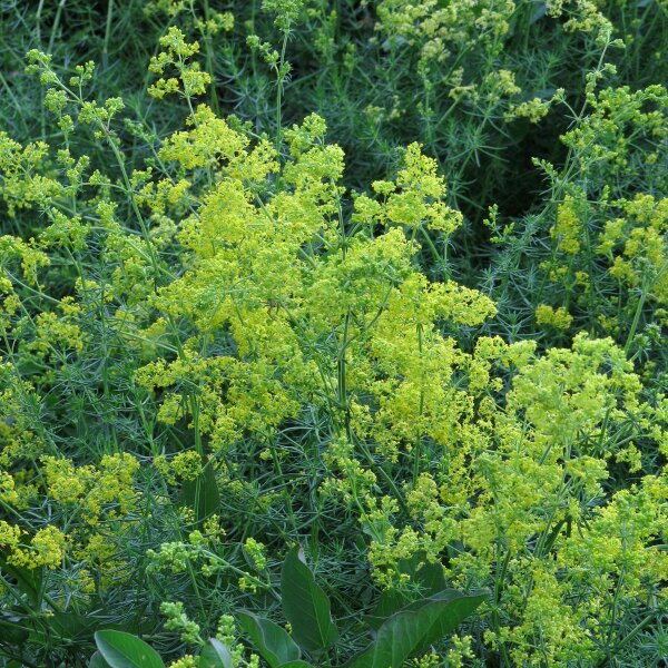 Caglio zolfino (Galium verum) biologico semi