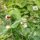 Pilosella (Hieracium pilosella) biologica semi