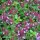 Timo a foglie grandi (Thymus pulegioides) semi