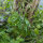 Medaglie di Giuda (Lunaria annua) semi