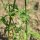 Verbena (Verbena officinalis) biologica semi