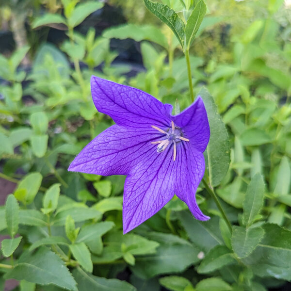 Platycodon grandiflorus Marisii (Platycodon grandiflorus) biologico semi