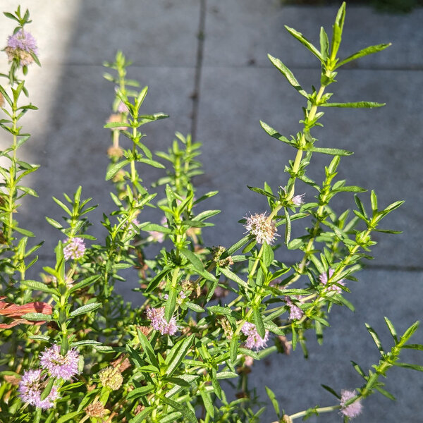 Menta cervina (Mentha cervina) biologica semi