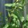 Grindelia robusta (Grindelia robusta) biologica semi