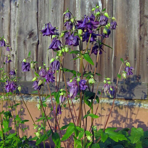 Aquilegia commune (Aquilegia vulgaris) biologica semi