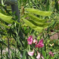 Pisello odoroso (Lathyrus odoratus) biologico semi