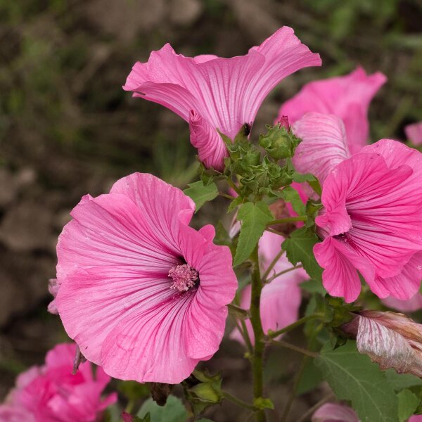 Malva regina (Lavatera trimestris) biologica semi