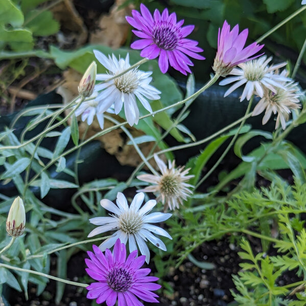 Perpetuini maggiori (Xeranthemum annuum) biologici semi