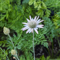 Perpetuini maggiori (Xeranthemum annuum) biologici semi