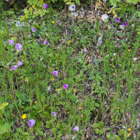 Perpetuini maggiori (Xeranthemum annuum) biologici semi