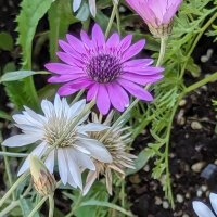 Perpetuini maggiori (Xeranthemum annuum) biologici semi