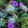 Perpetuini maggiori (Xeranthemum annuum) biologici semi
