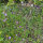 Perpetuini maggiori (Xeranthemum annuum) biologici semi