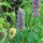 Menta coreana (Agastache rugosa) biologica semi