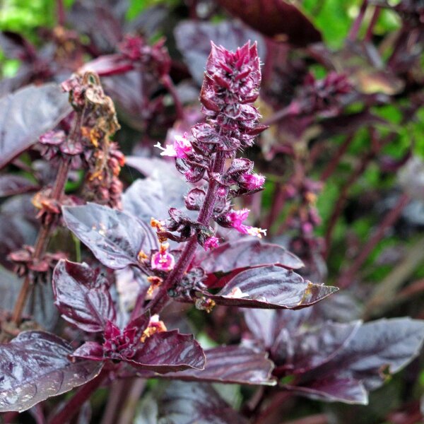 Basilico violetto (Ocimum basilicum) biologico semi