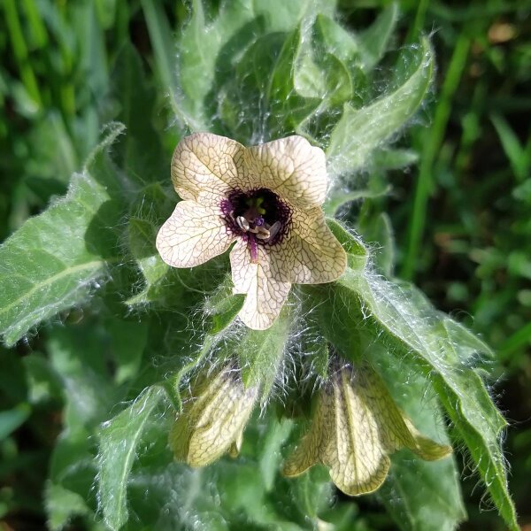 Giusquiamo nero (Hyoscyamus niger) biologico semi