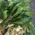 Cavolo cinese / pak choi Tai Sai (Brassica rapa, subsp. chinensis) biologico semi