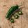 Peperone Pimiento de Padrón (Capsicum annuum) bio semi