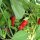 Peperone Pimiento de Padrón (Capsicum annuum) bio semi