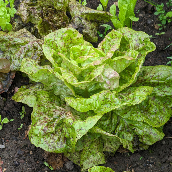 Lattuga romana coda di trota (Lactuca sativa) biologica semi