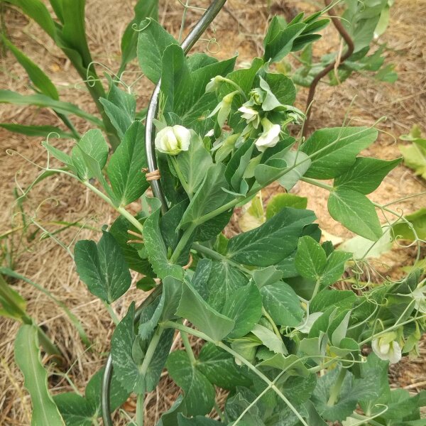 Pisello Meraviglia di Kelvedon (Pisum sativum) biologico semi