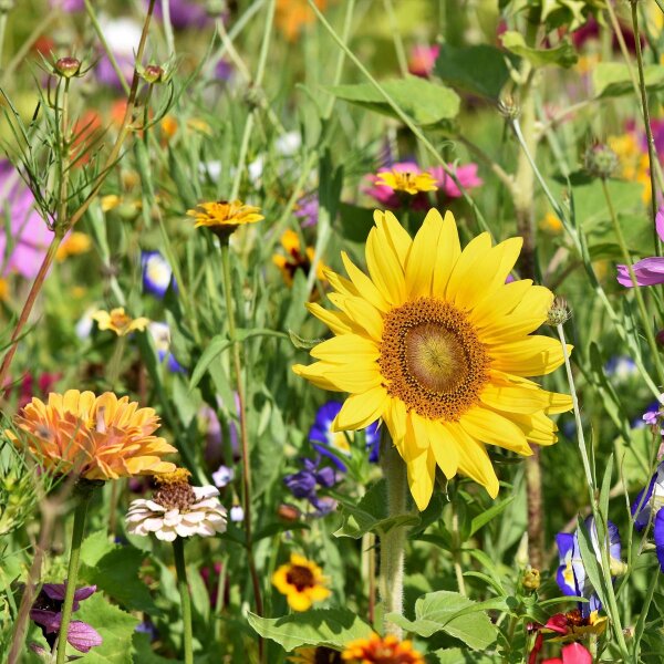 Miscela di semi di fiori attira insetti (10 g adatti ad una superficie di circa 5 m²) biologico