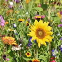 Miscela di semi di fiori attira insetti (10 g adatti ad...