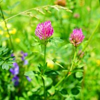 Miscela di semi di fiori attira insetti (10 g adatti ad una superficie di circa 5 m²) biologico