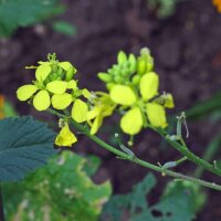 Miscela di semi di fiori attira insetti (10 g adatti ad una superficie di circa 5 m²) biologico