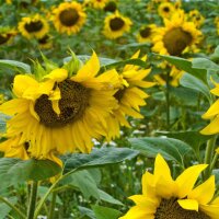 Miscela di semi di fiori attira insetti (10 g adatti ad una superficie di circa 5 m²) biologico