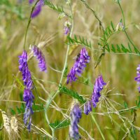 Miscela di semi di fiori attira insetti (10 g adatti ad...