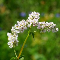 Miscela di semi di fiori attira insetti (10 g adatti ad una superficie di circa 5 m²) biologico