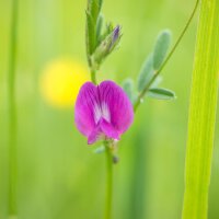 Miscela di semi di fiori attira insetti (10 g adatti ad una superficie di circa 5 m²) biologico