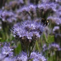 Miscela di semi di fiori attira insetti (10 g adatti ad una superficie di circa 5 m²) biologico